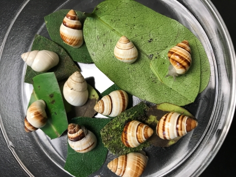 Oahu tree snails in a petri dish. There are green leaves in the dish and 11 brown and white snails.