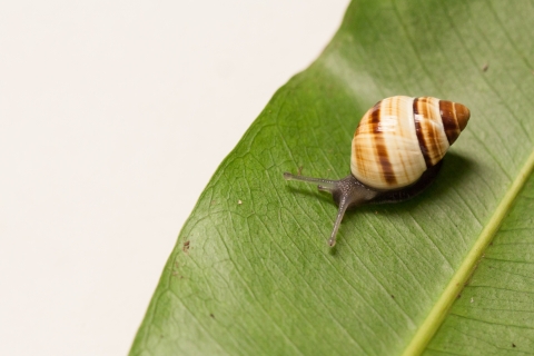 An Oahu tree snail on a leaf. The snails shell is brown and white.