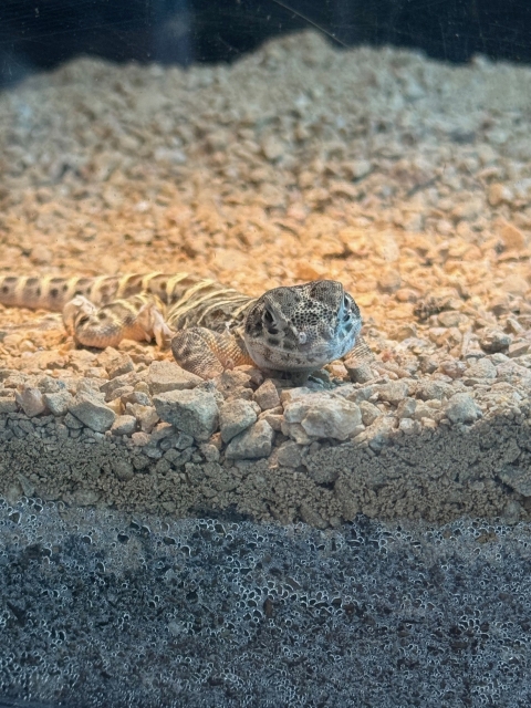 a brown and tan speckled lizard looks out of a glass container