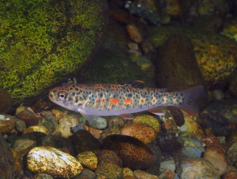 A fish underwater near a rocky surface. The fish is colorful with bright orange and blues with dark spots.