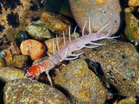 An underwater photo of a spiny creature with a dark orange-red head and white-ish body. It sits on top of gravel.