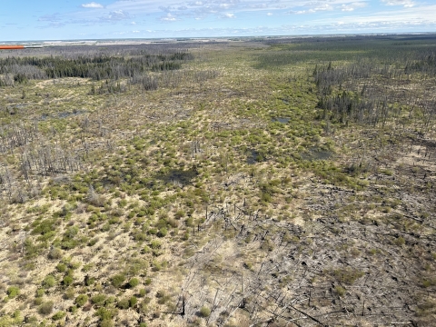 aerial view of a dry forested landscape