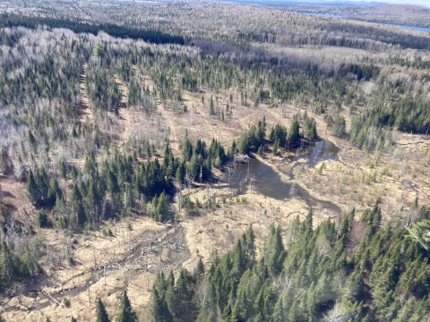 aerial view of dry forest 