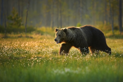 Grizzly bear walking through field
