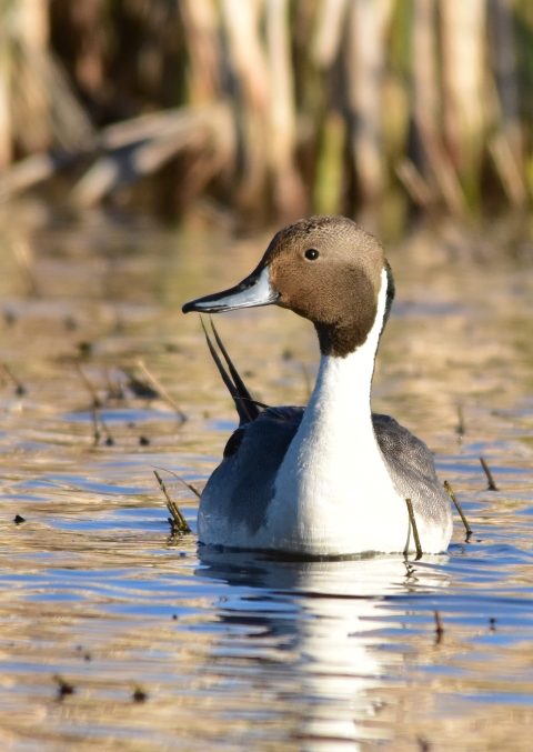 Northern pintail on a wetland