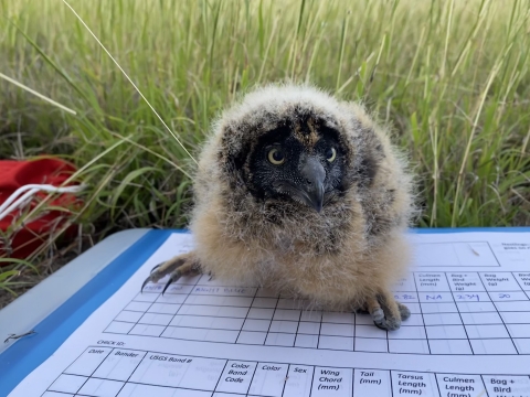 Fluffy owl nestling rests on top of some data research papers with grass behind. 