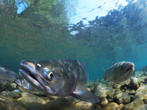 An underwater photo of three fish swimming toward the camera. Their faces are silver with large eyes and mouths.