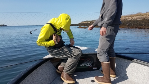 Biologists on a small boat remove common eider hen from mist net.