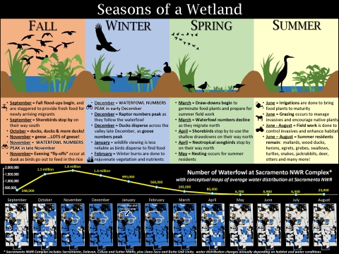 Seasons of a Wetland Graphic with 4 columns. Fall column: flood-ups begin, shorebirds stop by on their way south, ducks and geese arrive. Winter column: waterfowl numbers peak late November to December. Spring column: draw-downs begin to germinate food plants, waterfowl numbers decline as they migrate north, shorebirds stop by on their way north, summer residents begin to nest. Summer column: irrigations are done to produce food plants, field work is done to enhance habitat, summer residents remain