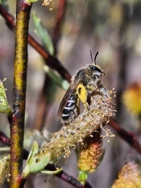 A female Andrena mining bee collecting pollen from a willow flower