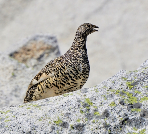 A Mount Rainier white-tailed ptarmigan in summer plumage standing on light colored boulders