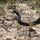 An eastern coachwhip snake is released back into its habitat after being examined for data by biologists from the Center for the Environmental Management of Military Lands near Fort Polk, May 26, 2022. 