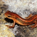An orange newt with a bright orange/red stripe and black spots standing on a rock