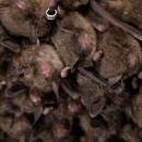cluster of bats
