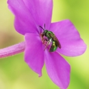 A green sweat bee on bright pink phlox flower