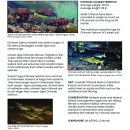 Columbia River FWCO Salmon in the Classroom Tank Resources: Pacific Salmon Fact Sheets
