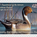 Watermarked 2024-2025 Federal Duck Stamp featuring a Northern Pintail