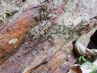 Snail crawling up a vertical rock face