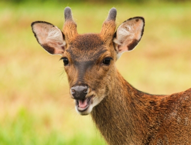 Head and upper shoulder photo of a sika deer with 3 to 4 inches of newly budding antler growth, looking toward camera with mouth open, probably chewing food.