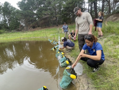 Biologists release Houston toad eggs into a pond in Central Texas