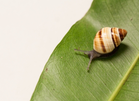 An Oahu tree snail on a leaf