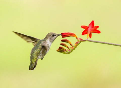 Anna's hummingbird sipping nectar from red flower