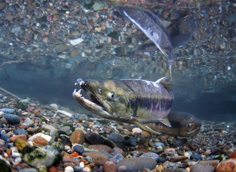 A chum salmon swims towards the viewer through crystal clear water. The river bed is gravelly and reflected on the surface of the water