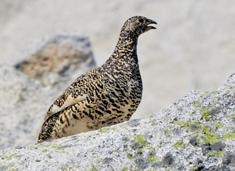 A Mount Rainier white-tailed ptarmigan in summer plumage standing on light colored boulders
